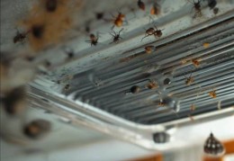 中央空调出风口虫害困扰？教你轻松解决！